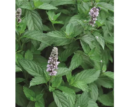 Spearmint-Minze 'Yakima®' Spearmint-Minze 'Yakima®'