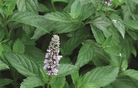 Spearmint-Minze 'Yakima®' Spearmint-Minze 'Yakima®'