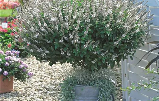 Strauchbasilikum 'Magic White'