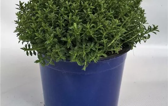 Hebe 'Green Globe' im Topf
