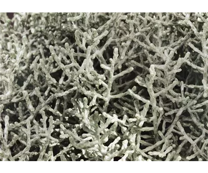 Calocephalus brownii 'Silver Cloud'