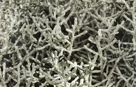 Calocephalus brownii 'Silver Cloud'