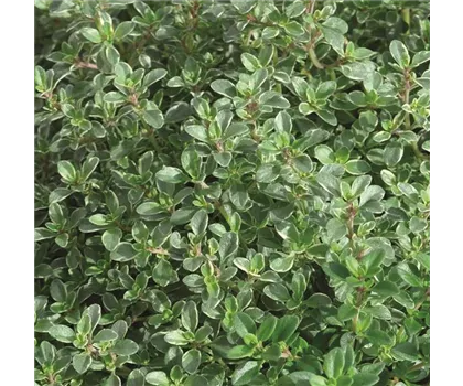 Thymian 'Silver Queen', Silber-Thymian-Pflanze Thymian 'Silver Queen', Silber-Thymian-Pflanze