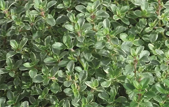 Thymian 'Silver Queen', Silber-Thymian-Pflanze Thymian 'Silver Queen', Silber-Thymian-Pflanze