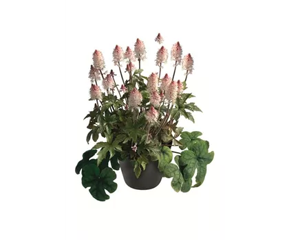 Tiarella 'Pink Torch' Tiarella 'Pink Torch'