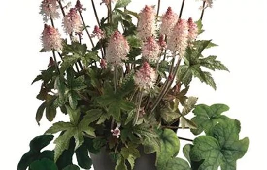 Tiarella 'Pink Torch' Tiarella 'Pink Torch'