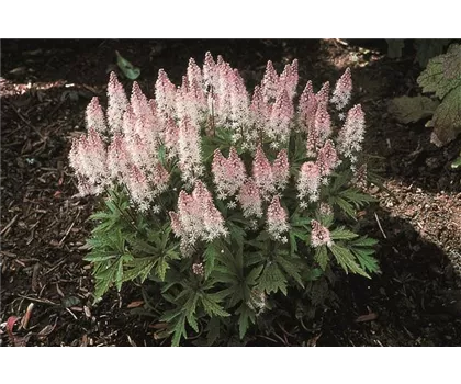 Tiarella 'Spring Symphony' Tiarella 'Spring Symphony'