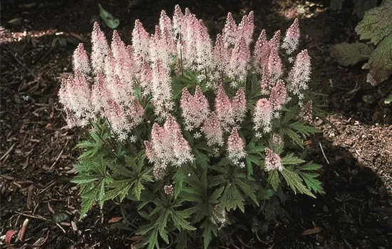 Tiarella 'Spring Symphony' Tiarella 'Spring Symphony'