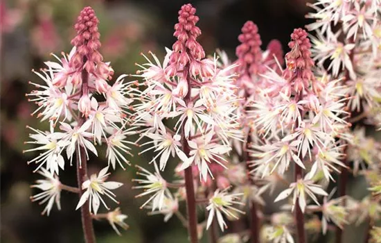Tiarella 'Morning Star' Tiarella 'Morning Star'