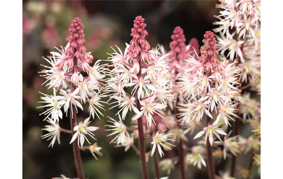 Tiarella 'Morning Star' Tiarella 'Morning Star'