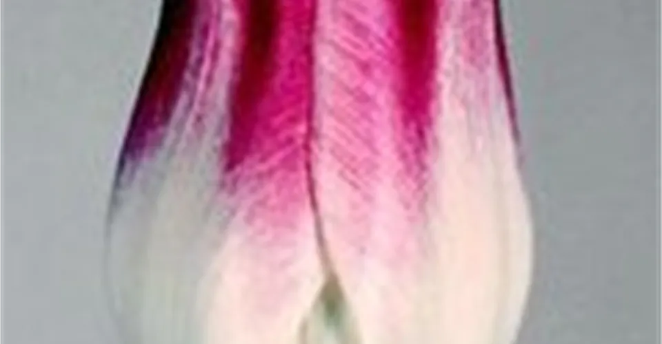 Tulpen aus eigener Produktion Tulpen aus eigener Produktion