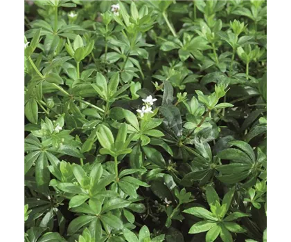 Waldmeister "Sterntaler" Waldmeister "Sterntaler"