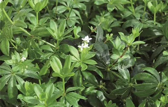 Waldmeister "Sterntaler" Waldmeister "Sterntaler"