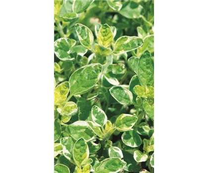 Weissgefleckter Oregano 'Panta', panaschiert Weissgefleckter Oregano 'Panta', panaschiert