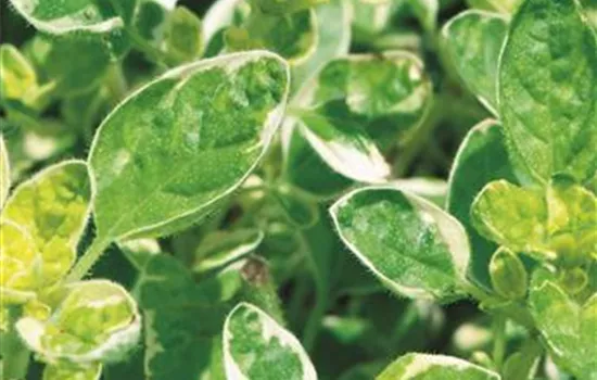 Weissgefleckter Oregano 'Panta', panaschiert Weissgefleckter Oregano 'Panta', panaschiert