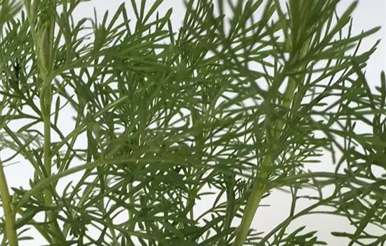 Wermut, Artemisia absinthium, Wermut-Pflanze