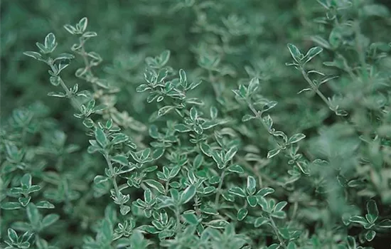 Zitronenthymian 'Limone', grünes Blatt