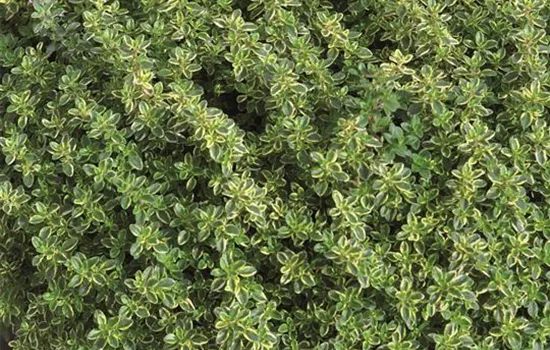 Zitronenthymian 'Mystic Lemon' Zitronenthymian 'Mystic Lemon'