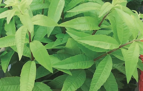 Zitronenverbene 'Freshman' Zitronenverbene 'Freshman'