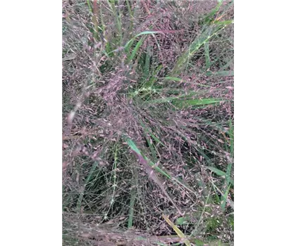 Purpur-Liebesgras Eragrostis spectabilis