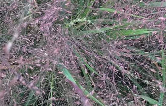 Liebesgras Liebesgras