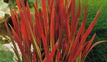 ikea dracena marginata Dracaena Marginata Braided | Large Houseplants for Delivery main image 0