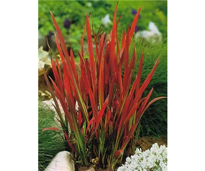 Japanisches Blutgras 'Red Baron' Japanisches Blutgras 'Red Baron'