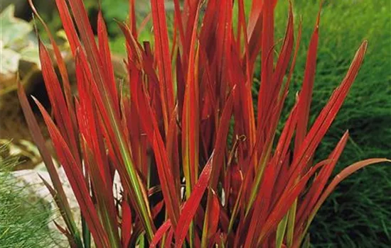 Japanisches Blutgras 'Red Baron' Japanisches Blutgras 'Red Baron'