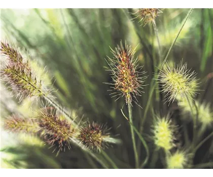 Pennisetum Little Bunny - Zwerg Federborstengras Pennisetum Little Bunny - Zwerg Federborstengras