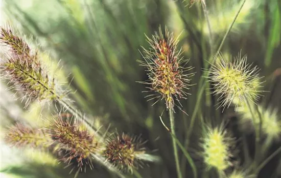 Pennisetum Little Bunny - Zwerg Federborstengras Pennisetum Little Bunny - Zwerg Federborstengras