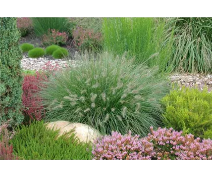 Pennisetum Hameln - Federborstengras Pennisetum Hameln - Federborstengras