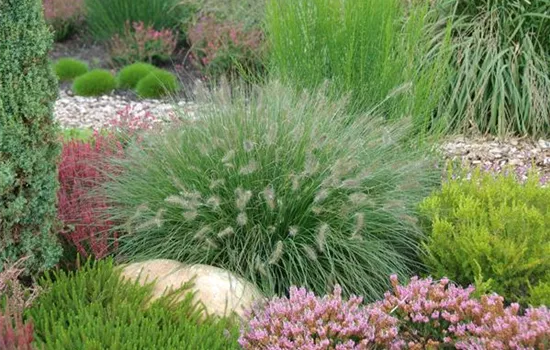 Pennisetum Hameln - Federborstengras Pennisetum Hameln - Federborstengras