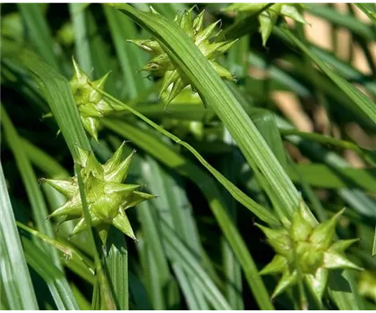 Carex Morgenstern Carex Morgenstern