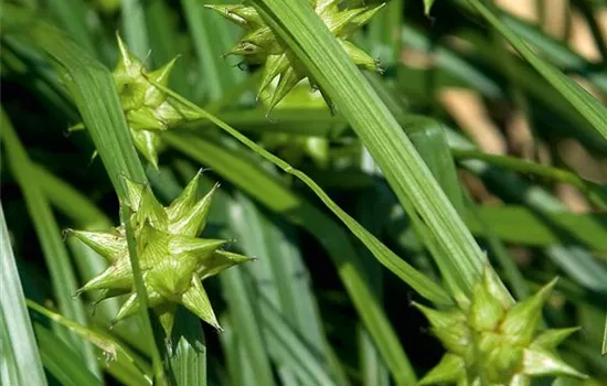 Carex Morgenstern Carex Morgenstern