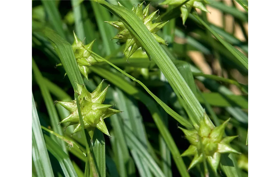 Carex Morgenstern Carex Morgenstern