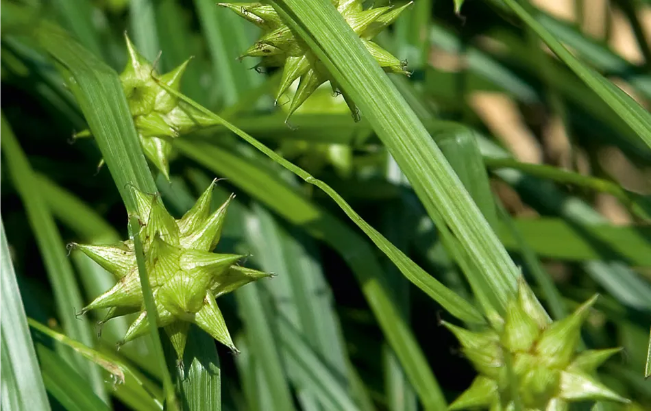 Carex grayi (Morgenstern-Segge)