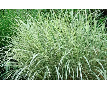 Miscanthus Variegatus - weißgestreifter Chinaschilf Variegatus Miscanthus Variegatus - weißgestreifter Chinaschilf Variegatus