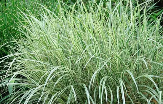 Miscanthus Variegatus - weißgestreifter Chinaschilf Variegatus Miscanthus Variegatus - weißgestreifter Chinaschilf Variegatus