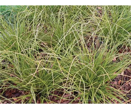 Carex Phoenix Green