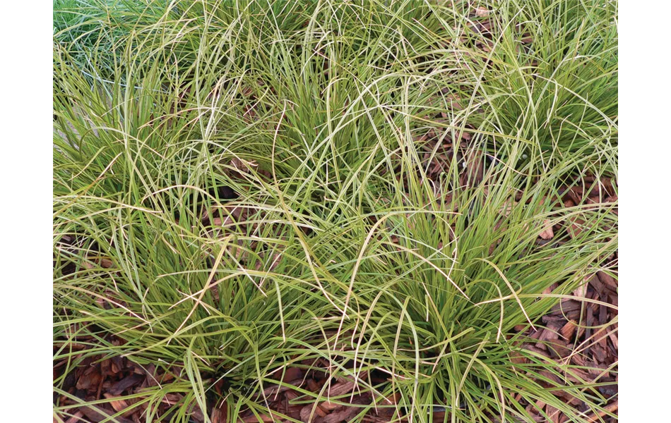 Carex Phoenix Green Carex Phoenix Green