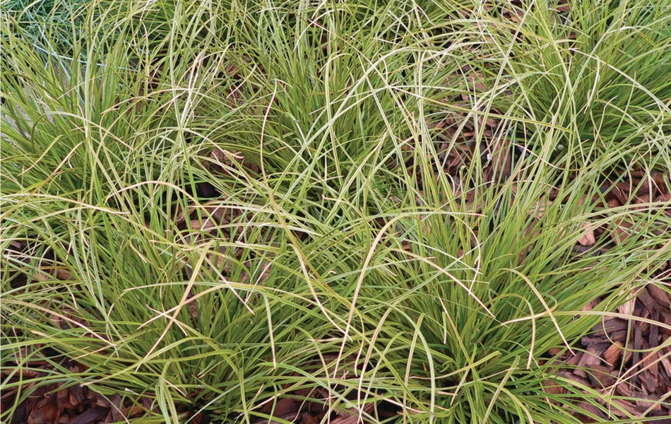 Carex comans 'Phoenix Green'