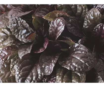 Ajuga Elmblut - Rotblättriger Günsel Ajuga Elmblut - Rotblättriger Günsel