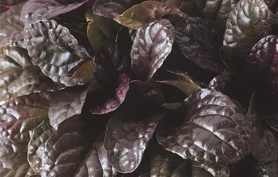 Ajuga Elmblut - Rotblättriger Günsel Ajuga Elmblut - Rotblättriger Günsel