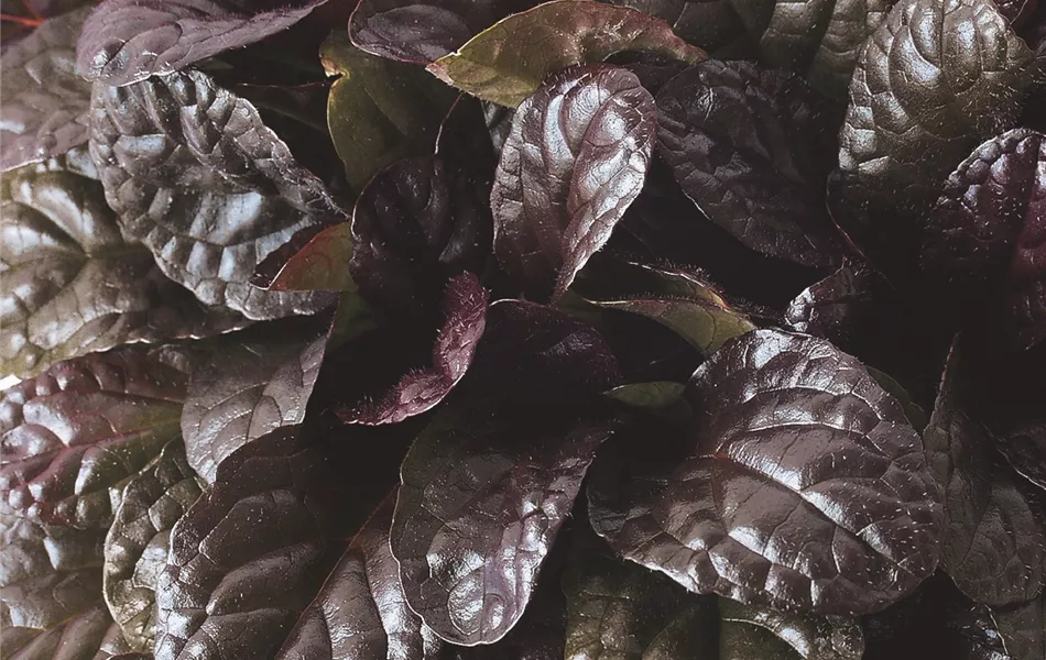 Ajuga Elmblut - Rotblättriger Günsel