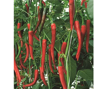 Peperoni 'Fireflame', scharf