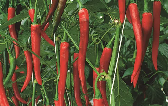 Peperoni 'Fireflame', scharf