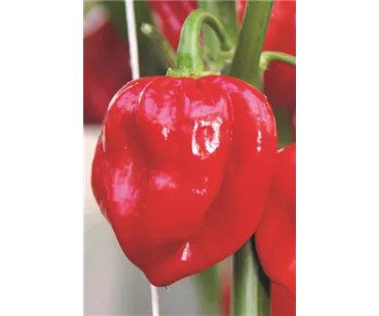 Habanero Chili 'Calita® Red', rot Habanero Chili 'Calita® Red', rot