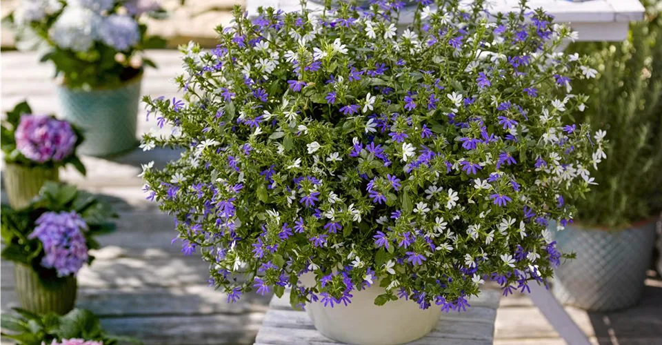 Fächerblume Scaevola als üppige Ampel