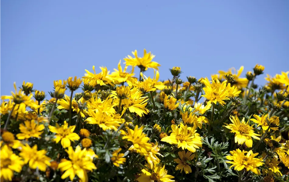 Bidens - Goldmarie