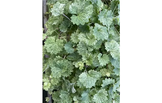 Gundermann 'Dappled Light'  Gundermann 'Dappled Light'